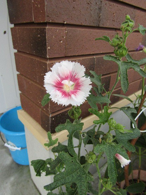 木槿