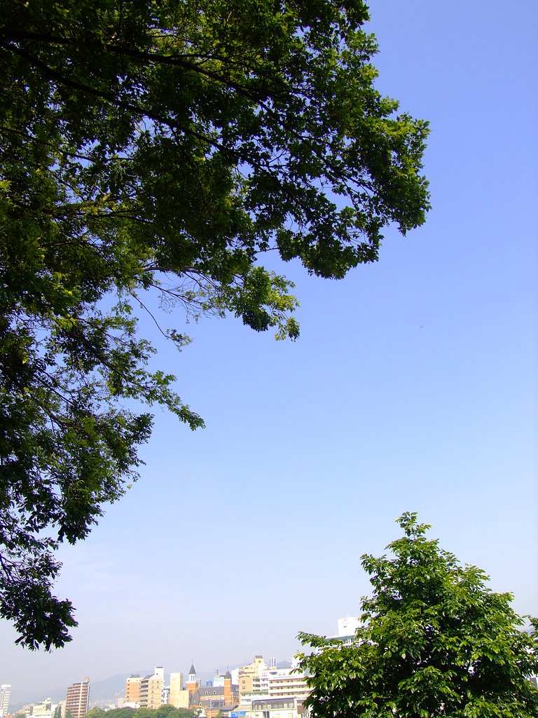 木漏れ日と青空
