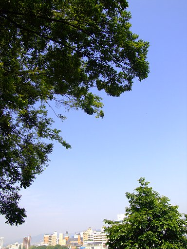木漏れ日と青空