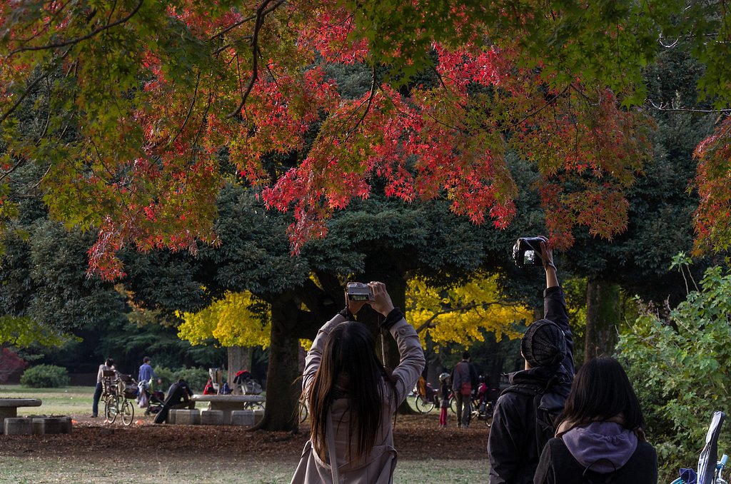 色付く公園
