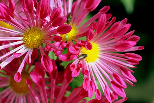 【色】菊の花