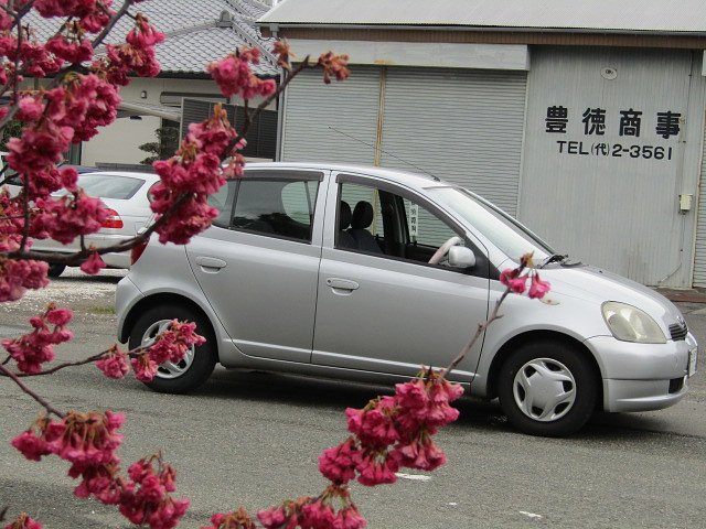 桜＆愛車のコラボレーション　(;^_^A
