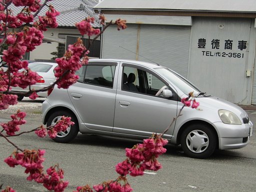桜＆愛車のコラボレーション　(;^_^A