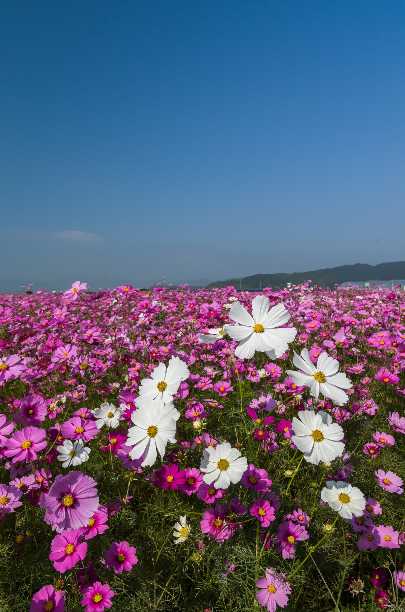 SIGMA 17-50mm F2.8 EX DC HSM 
