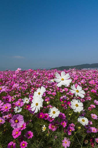 SIGMA 17-50mm F2.8 EX DC HSM 