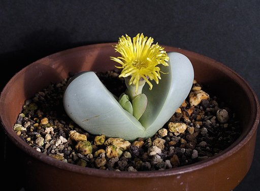 メセンの花