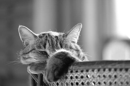 ねこ