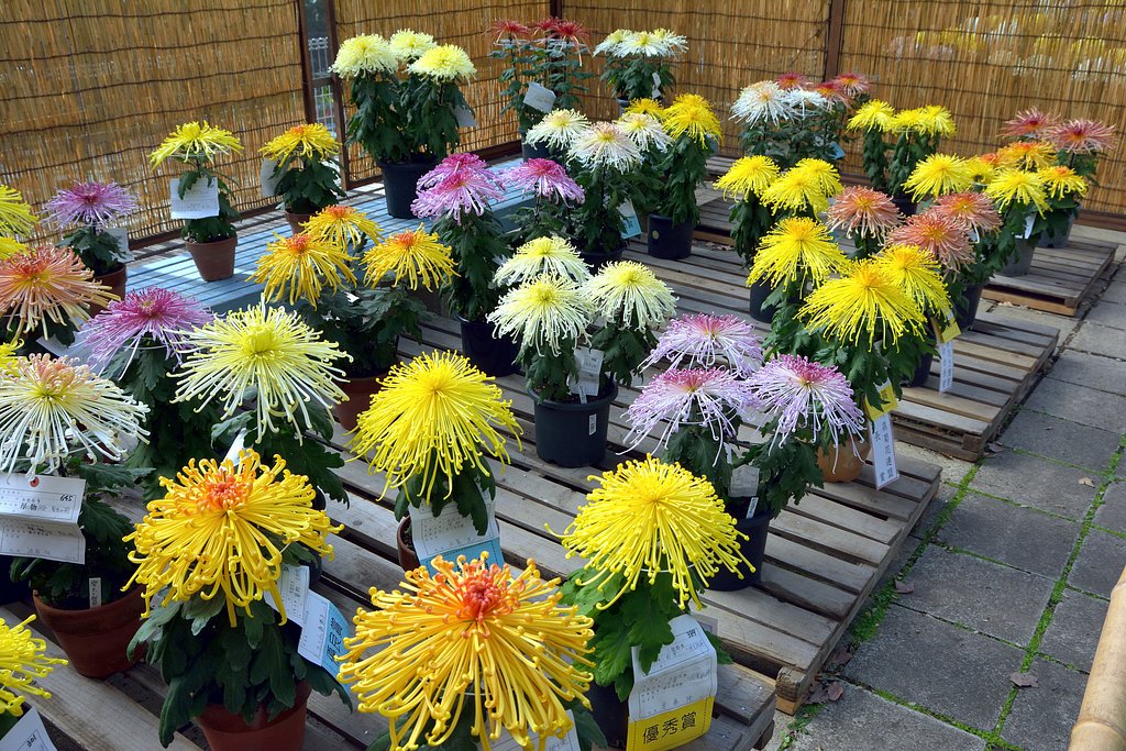 菊花展 