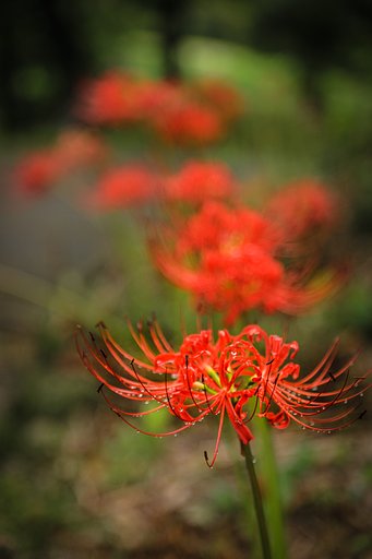 小山町の彼岸花