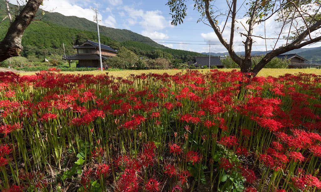 SIGMA 10-20mm F4-5.6