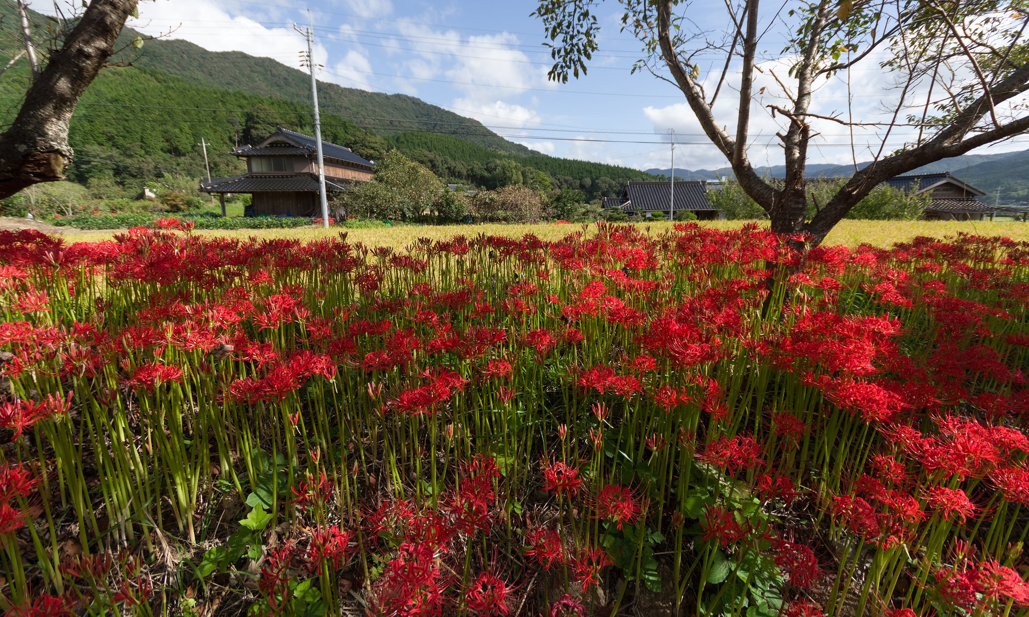 SIGMA 10-20mm F4-5.6