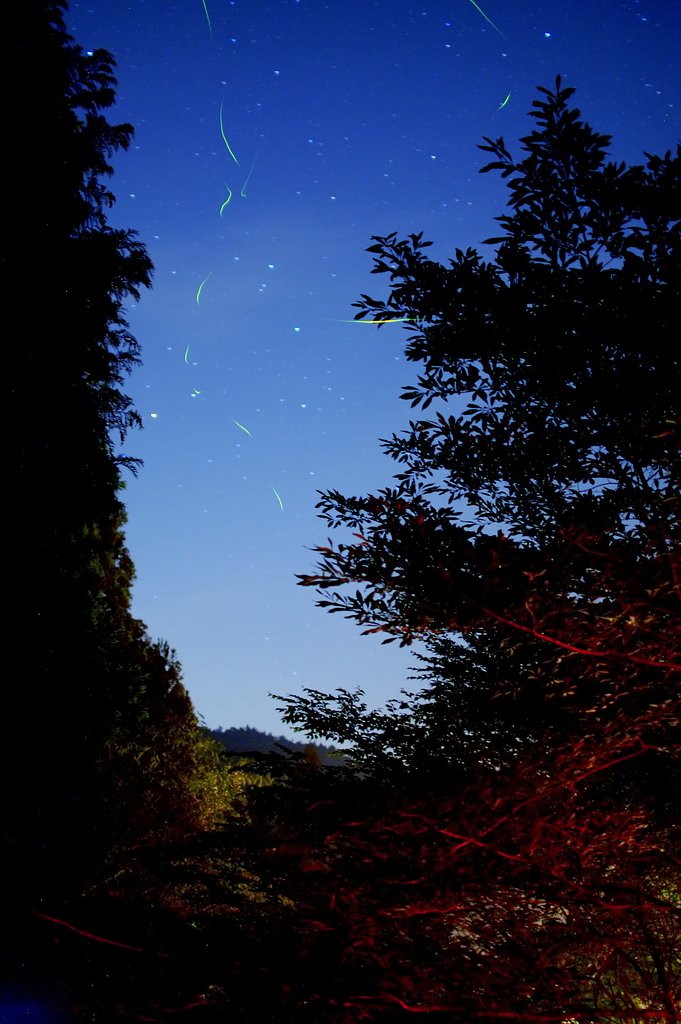 「光」　ほたる星