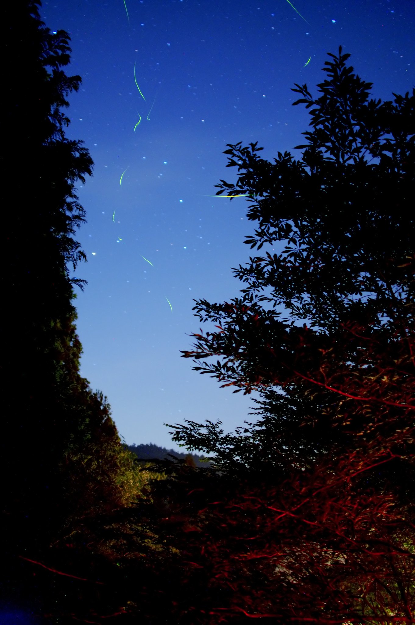 「光」　ほたる星