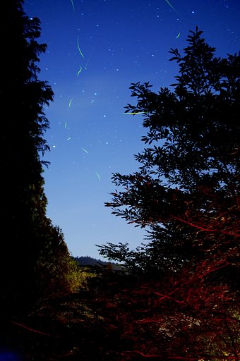 「光」　ほたる星