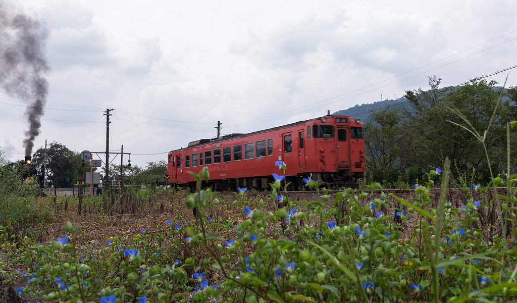 露草