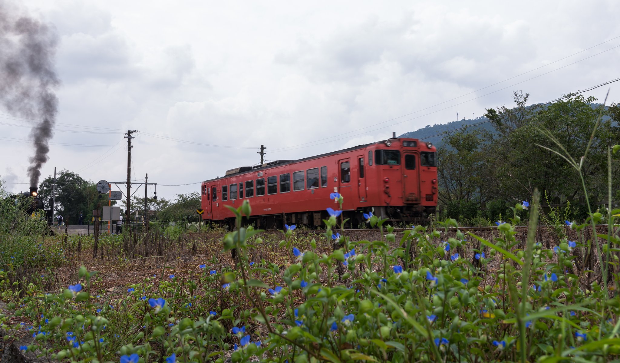 露草