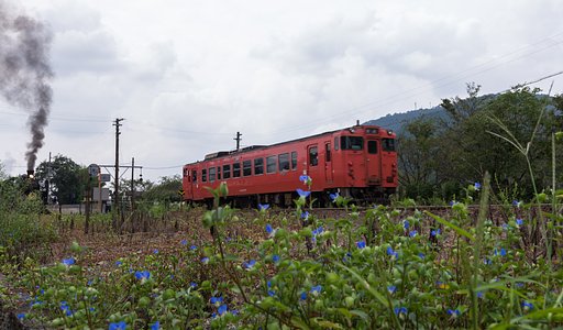露草
