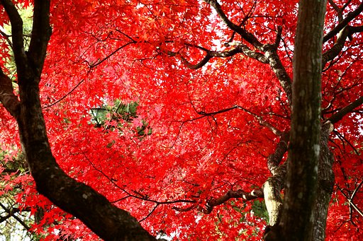 紅葉の絵