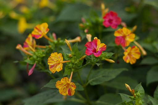 Carl Zeiss Planar T* 1.4/85 ZE