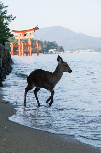 鹿