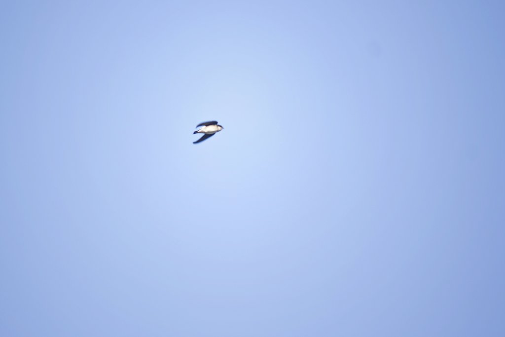 【題】 春空とイワツバメ 