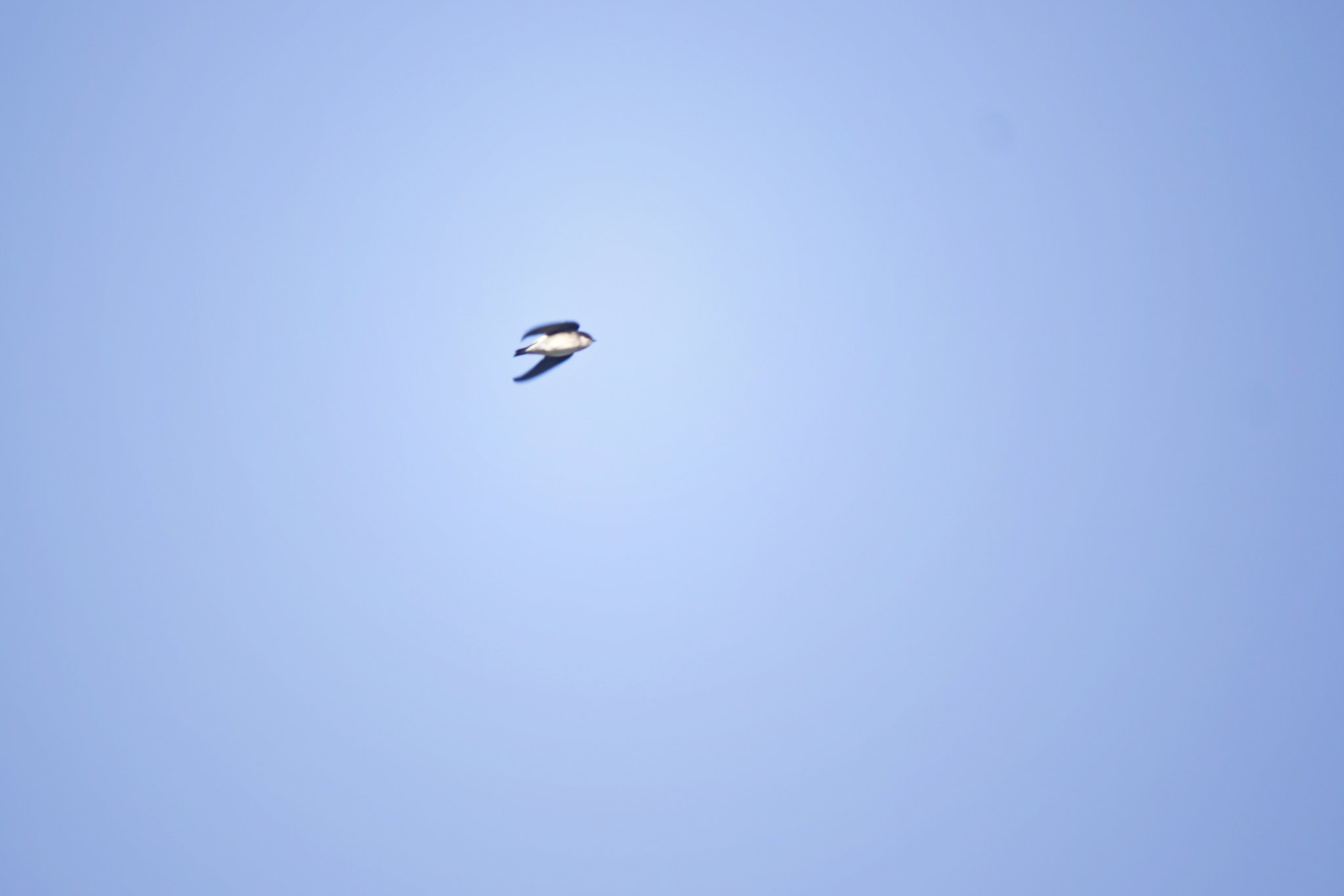 【題】 春空とイワツバメ 