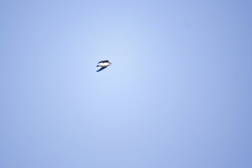【題】 春空とイワツバメ 