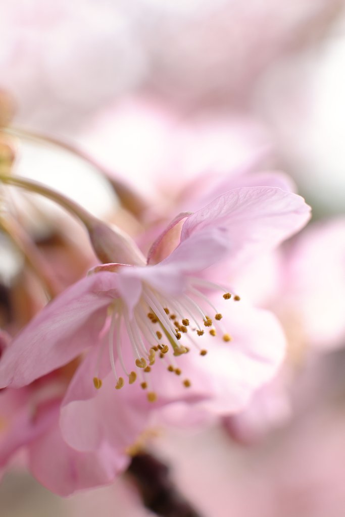 河津桜