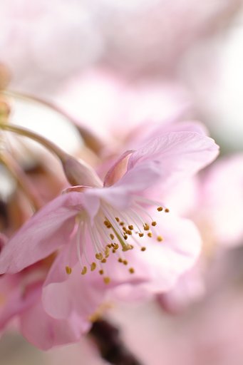 河津桜