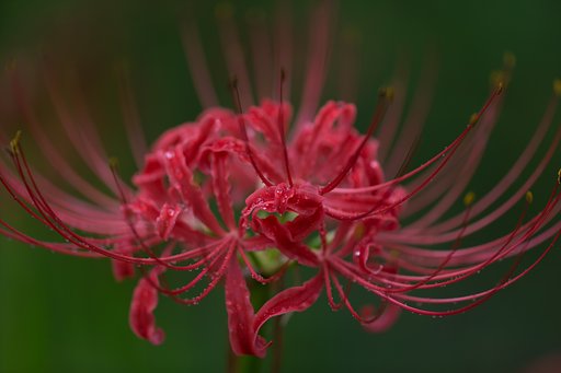 EF180mm F3.5 L MACRO