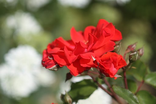 赤い薔薇