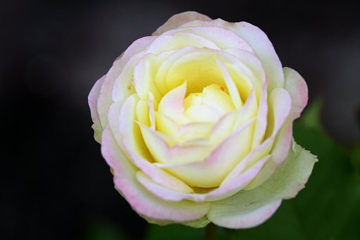 薔薇のUP