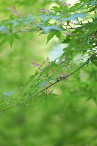 もみじ