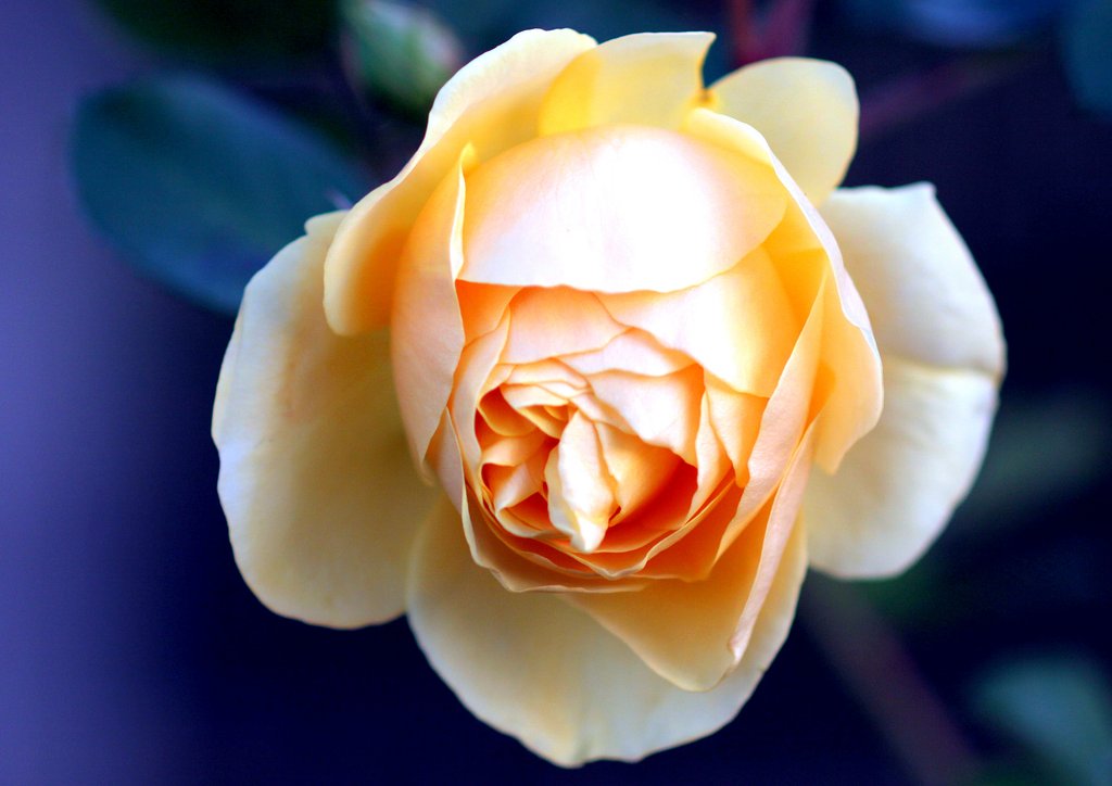 薔薇
