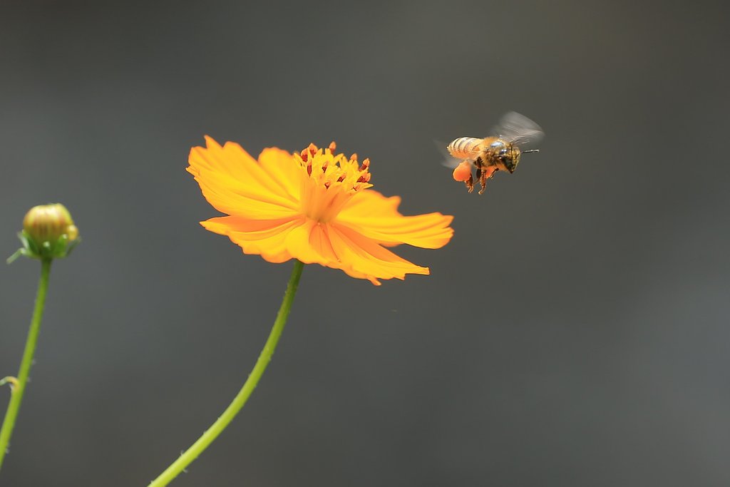 花粉ダンゴが重すぎる？