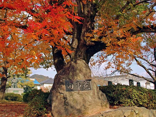 カイノキは晩秋【色】
