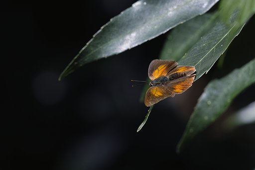 同種の♂