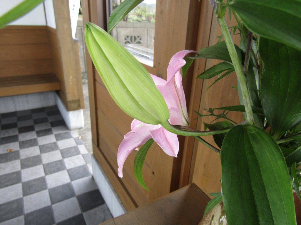 花を隠しているのは青い草かな、、困ったものです