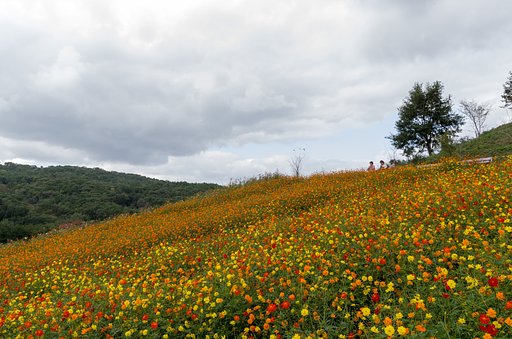 花の丘