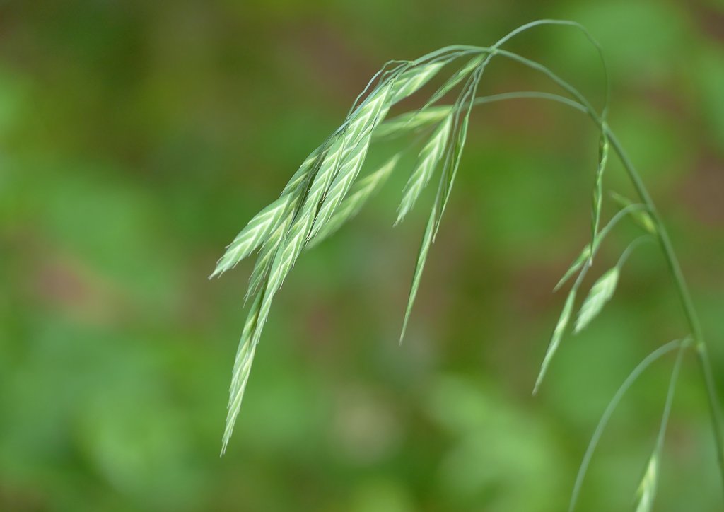 雑草