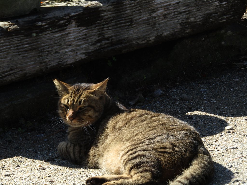 秋の風物詩かも🐈が可愛いです