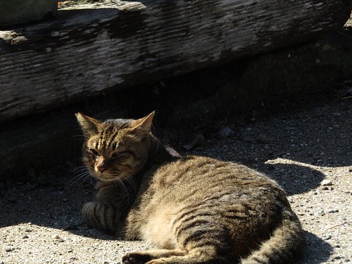 秋の風物詩かも🐈が可愛いです