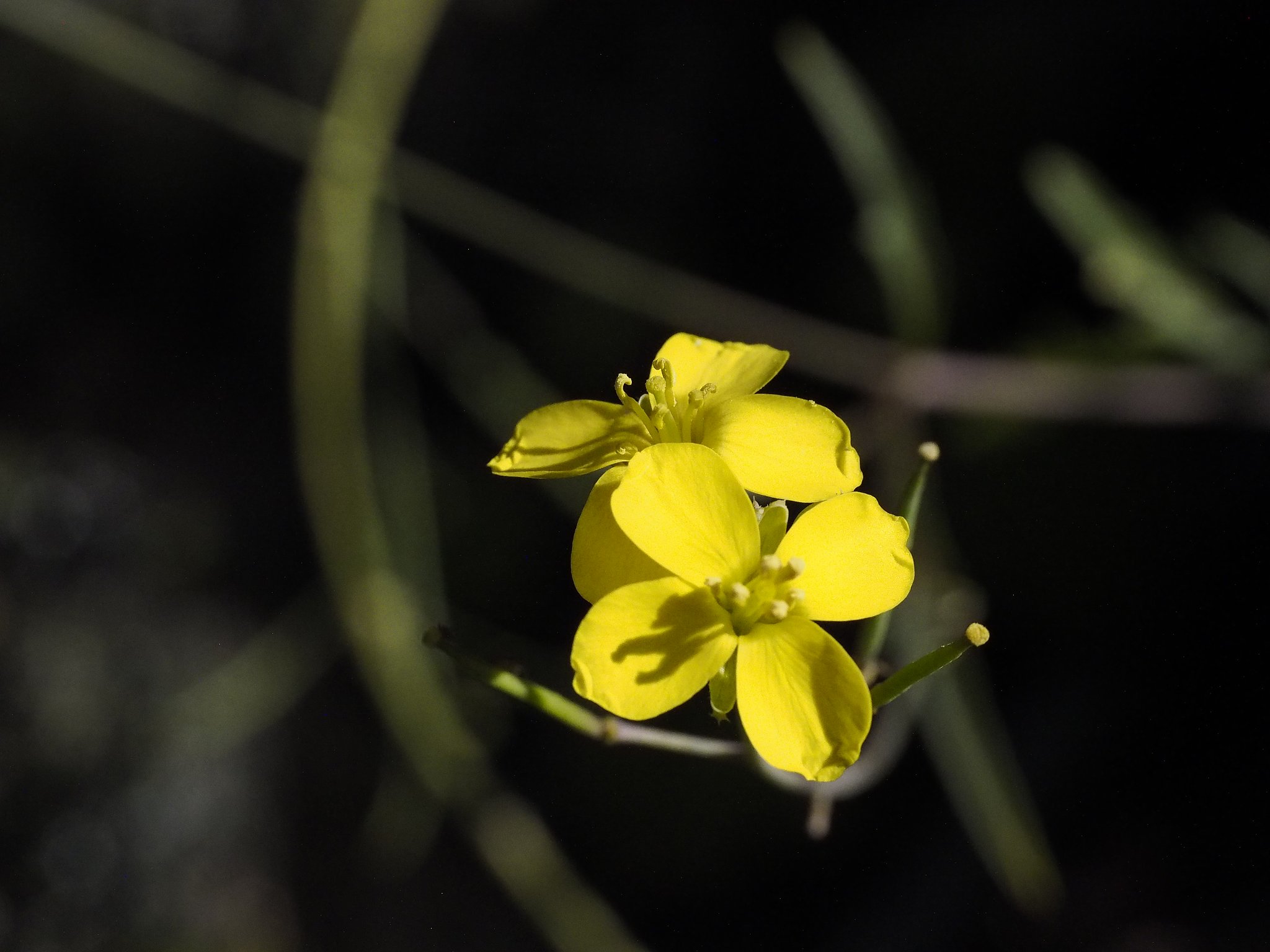 セルバチコの花