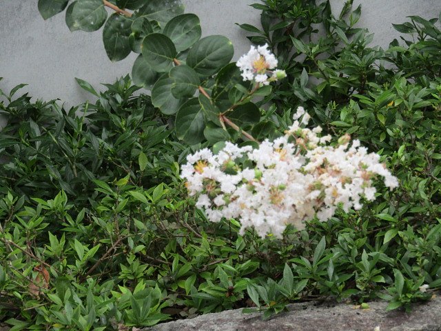 花壇は小さな政府かもしれません