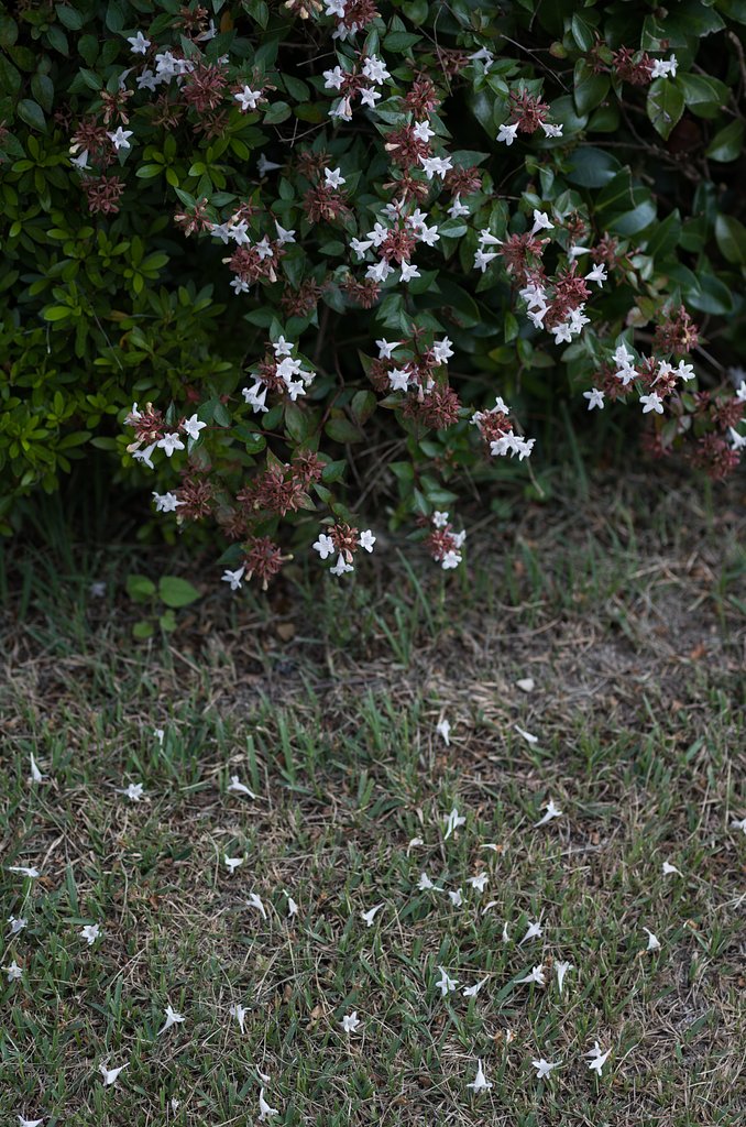 SIGMA MACRO 70mm F2.8
