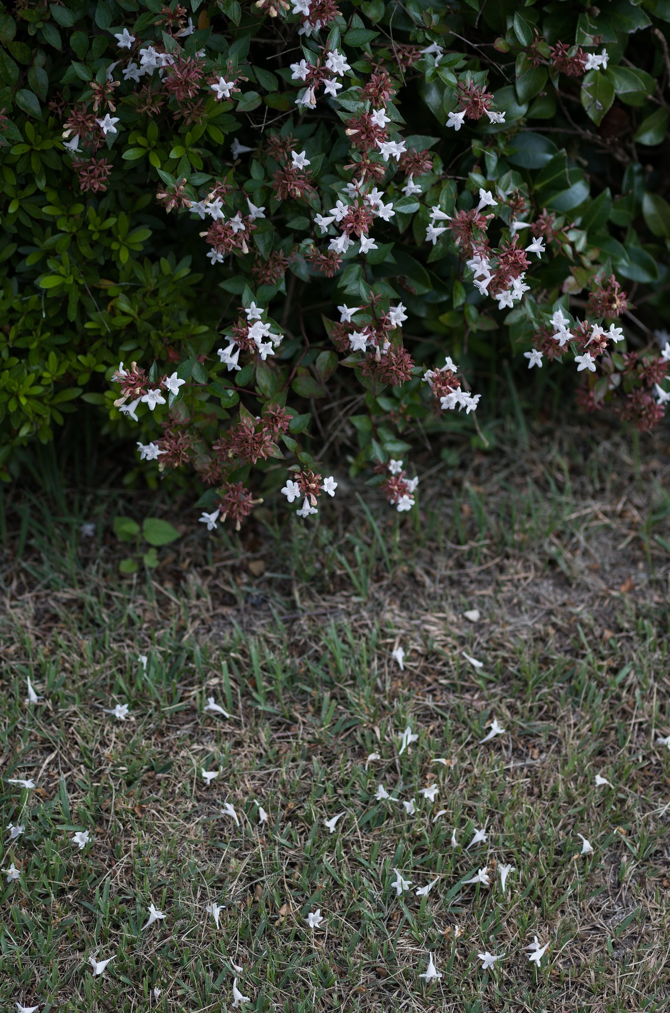 SIGMA MACRO 70mm F2.8