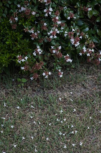 SIGMA MACRO 70mm F2.8