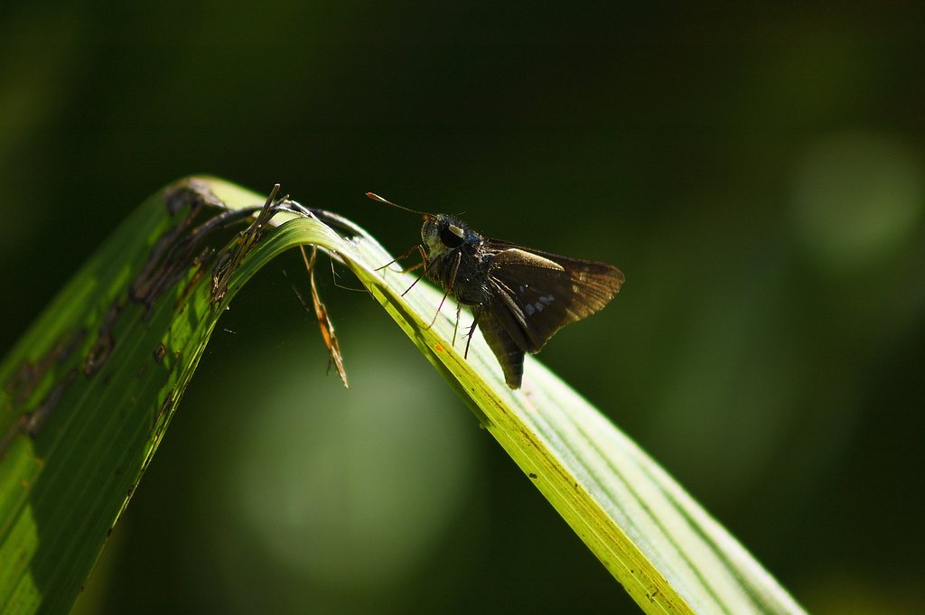 古機材　D70s+75-300㎜F4,5-5,6