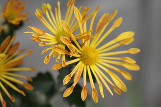 【色】黄色の菊