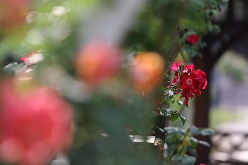 近所の薔薇園